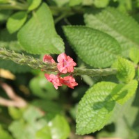 Stachytarpheta mutabilis (Jacq.) Vahl